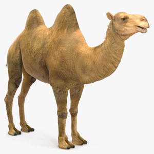 Bactrian Camel 3D model