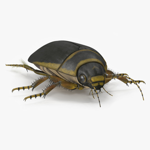 3D Water Beetle Brown model