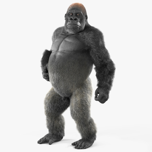 3D Gorilla Fur Rigged model