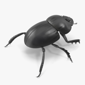 Roller Beetle Rigged for Maya 3D model