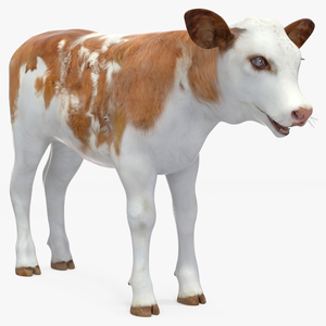 3D model Cow Calf