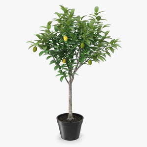 Potted Lemon Tree 3D