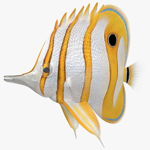 3D model Copperband Butterflyfish Rigged for Maya