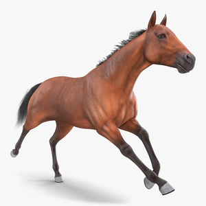 3D Running Bay Horse Fur