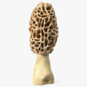 3D model Morchella Fungi