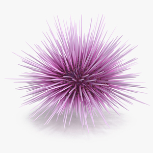 Purple Sea Urchin 3D