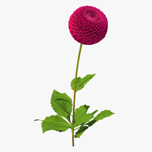 3D model Dahlia Franz Kafka Pompon