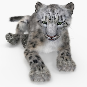 Snow Leopard Lying Down Fur 3D