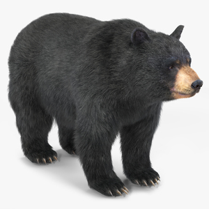 Black Bear Fur 3D model