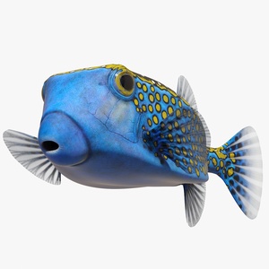 3D model Ostracion Meleagris Fish Blue Rigged for Cinema 4D