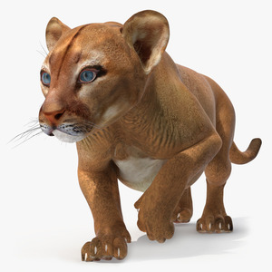 Puma Cub Sneaking Pose 3D