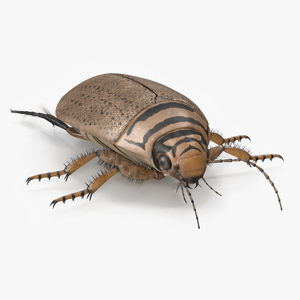 3D Water Beetle Beige model