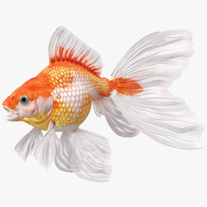 Goldfish Aquarium Fish 3D