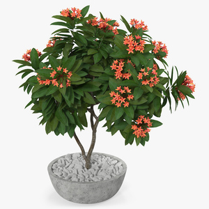 3D Flower Pot Plumeria Red model