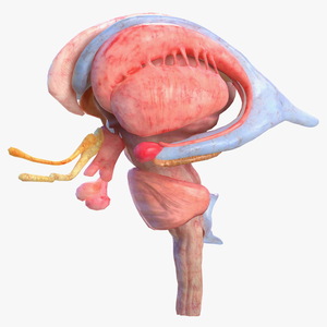 3D model Human Brain Midbrain Left