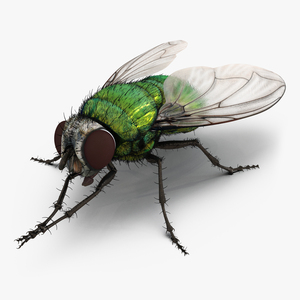 3D Green Bottle Fly Pose 2 model