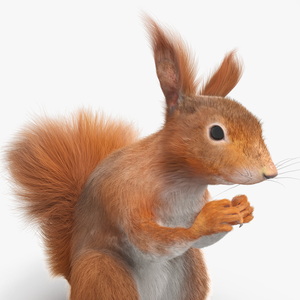 Red Squirrel in a Sitting Pose Fur 3D model