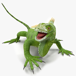 3D model Iguana Reptile Creature Rigged