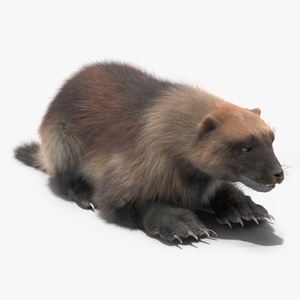 3D Wolverine Light Color Lying Down Pose Fur