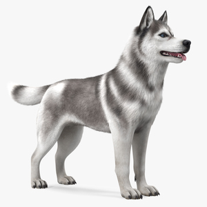 3D model Siberian Husky Gray and White Fur Rigged