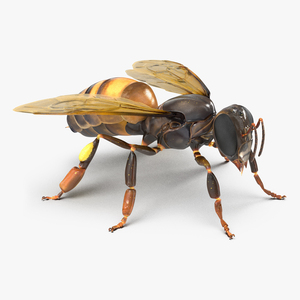 Honey Bee 3D model