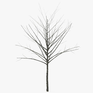 3D Bare Winter Tree