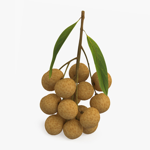 Longan Fruit Branch 3D model