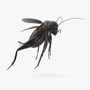 3D Field Cricket Jumping