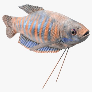 3D model Cobalt Blue Dwarf Gourami Fish