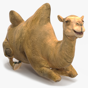 3D model Bactrian Camel Rigged for Cinema 4D