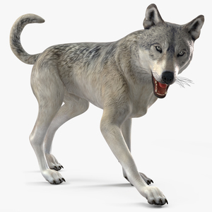 3D Wolf Rigged