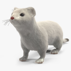 Ermine Winter Coat Fur 3D