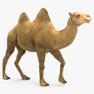 Bactrian Camel Walking Pose 3D