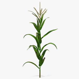 3D model Realistic Corn Stalk