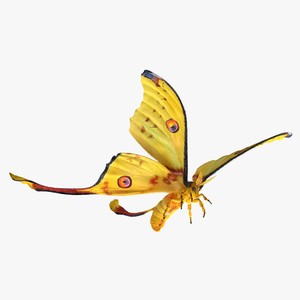 3D Comet Moth Flying Pose with Fur