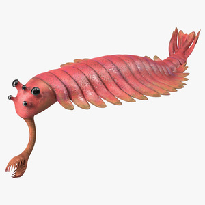 3D model Pink Opabinia Rigged