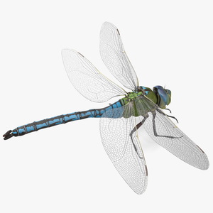 3D Dragonfly Rigged