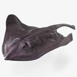 3D Gray Stingray Floating on the Bottom