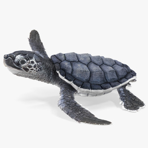 Baby Black Sea Turtle Runs to the Sea 3D