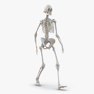 3D Human Female Skeleton Pose 3 model