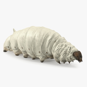 3D model Silkworm White Rigged for Maya