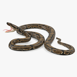 3D model Brown Python Snake Attack Pose