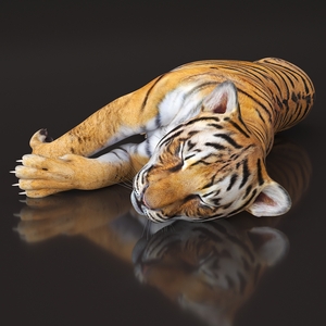 3D Tiger Cub Sleeping for 3D Print