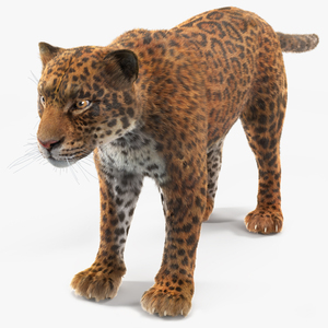 3D model Jaguar Fur