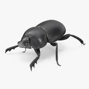 3D model Dung Beetle Standing