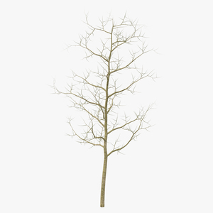 Young White Oak Winter 3D