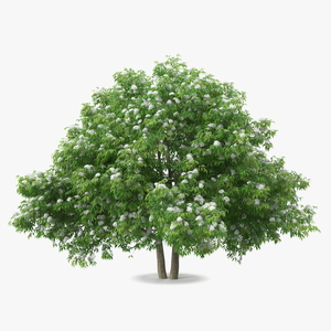 3D American Elderberry Blooming Tree model