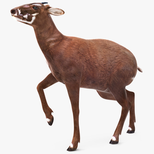 3D Saola Rigged for Maya