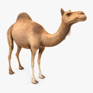 3D Camel Standing Pose with Fur model