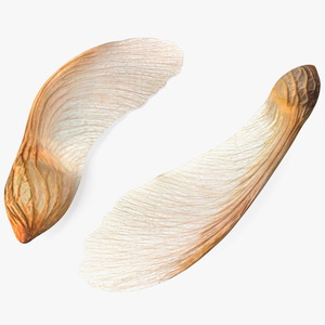 3D model Dry Maple Seeds